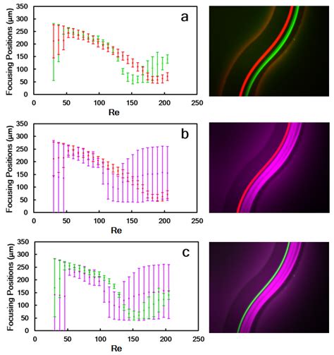 Microparticle Inertial Focusing in an Asymmetric Curved Microchannel