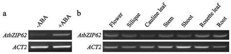 AtbZIP62 Acts as a Transcription Repressor to Positively Regulate ABA ...