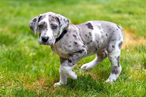 How Much Does a Great Dane Cost? (2026 Price Guide)