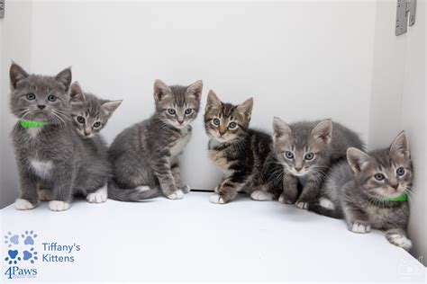 Where To Visit Cats Near Me