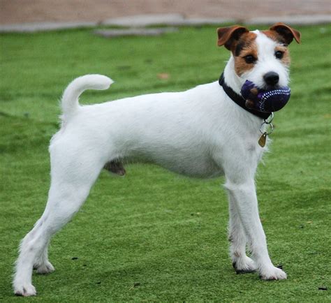 What Does A Parson Jack Russell Look Like at Jamie Mealmaker blog