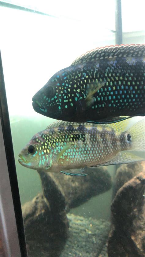 breeding jack dempseys : r/Cichlid