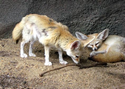Fennec Fox Extinction 的图像结果