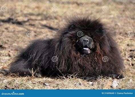 Chow Chow black stock photo. Image of evil, aggression - 31609640