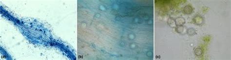 Image result for Pythium Root Rot Signs