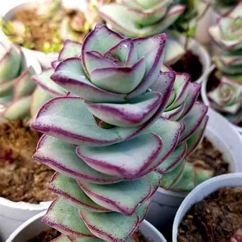 Crassula Conjuncta Plant – Nainileaf