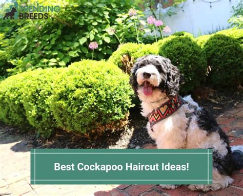 Image result for Clipping a Cockapoo