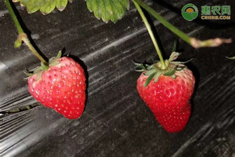 草莓种类知识介绍_草莓图片_草莓的吃法和做法 — 水果百科吧