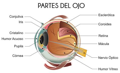 Anatomía Del Ojo Humano Ppt Diapositivas Sobre La Anatomía Del Ojo Y