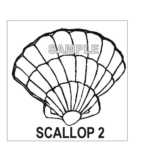 Scallop Shell Drawing 的图像结果