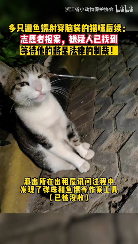 恶意射杀流浪猫后续，希望受伤的猫咪们都能尽快好起来 - 哔哩哔哩