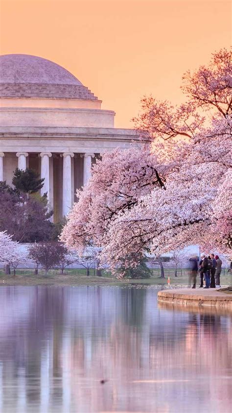 Bing Wallpaper Cherry Blossom 的图像结果