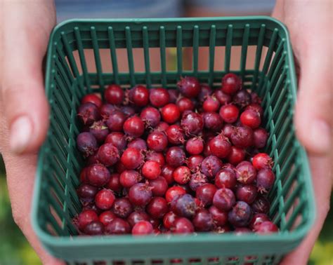 Image result for Serviceberries Tree