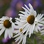 Image result for Simple Daisy Pattern Background