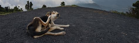 8 Best Natural Remedies for Dog Ticks and Fleas – Herbal Strategi