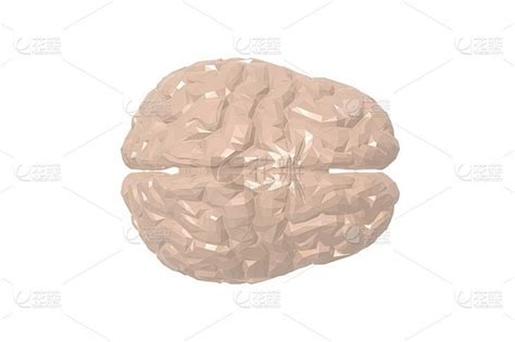 人脑 的图像结果