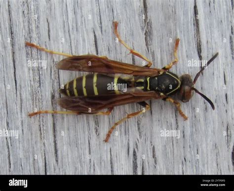 Northern Paper Wasp (Polistes fuscatus Stock Photo - Alamy