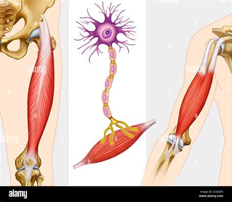 Illustration of transmission from neurons to muscle. Synapse of contact ...
