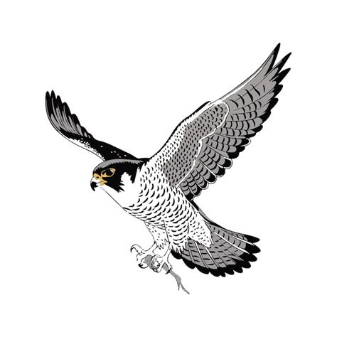 Nachtfalke Kralle Bilder - Kostenloser Download auf Freepik