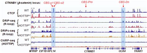 RNA Transcript Loop 的图像结果