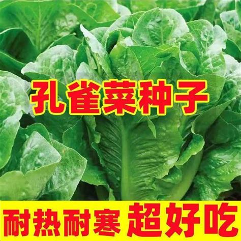 「種植」大家愛吃的生菜，種植中該注意什麼呢？ - 每日頭條