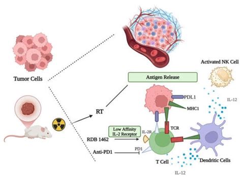 Efficacy of Anti-Cancer Immune Responses Elicited Using Tumor-Targeted ...