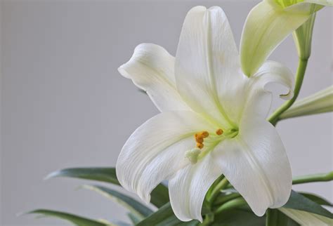 Easter Lily Care