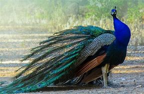 peacock 的图像结果