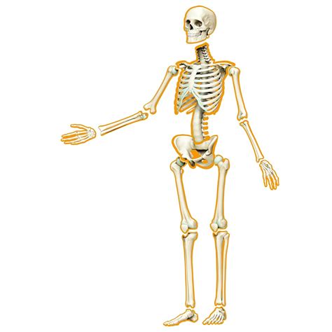 Kanayu 55 Pcs Human Skeleton Magnetic Decorative Human Body Posters ...