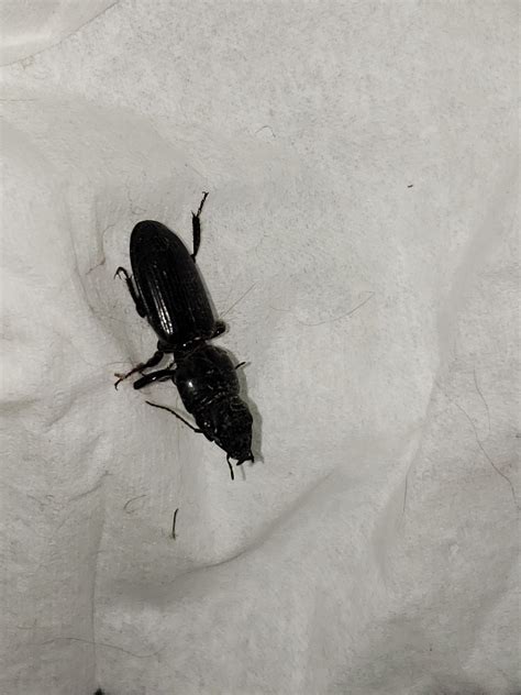I found this black beetle(?) in my basement in SE Pennsylvania, any ...
