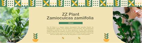 UGALOO ZZ Plant, Zamia Air Purifer Plant Black Pot (Zamioculcas ...