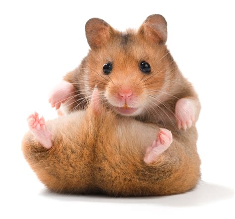 Hamster Breeds: Types of Hamsters | HubPages