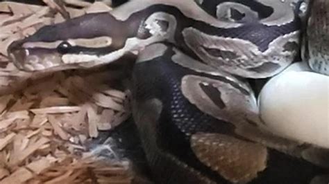 Ball Python Eggs 的图像结果