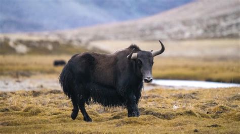 Wild Yak: Habitat, Conservation, And Fascinating Facts | Bos Mutus | LIFE On The PLANET LADAKH