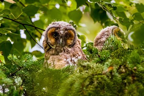 Image result for Owl Exploding