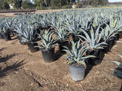 Facts About The Agave Americana