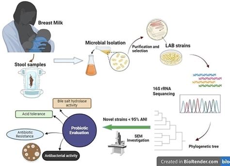 Bioprospecting for Novel Probiotic Strains from Human Milk and Infants ...