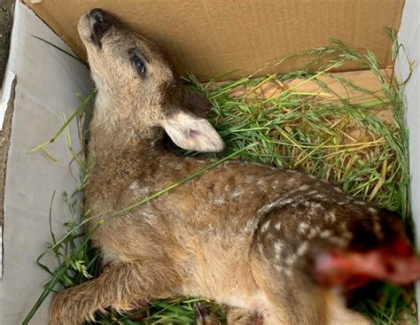 Rehkitz mit Mähwerk überfahren: Landwirt drohen drei Jahre Gefängnis ...