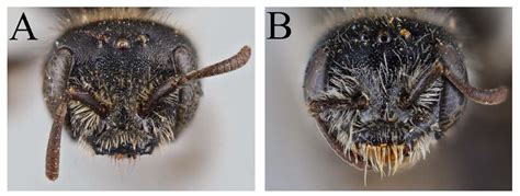Cryptic Diversity Revealed in A Revision of West Palaearctic Nomiapis ...