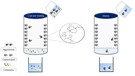 Affinity Purification 的图像结果