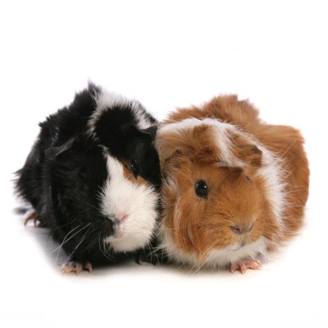 Guinea Pigs for Sale | Petco