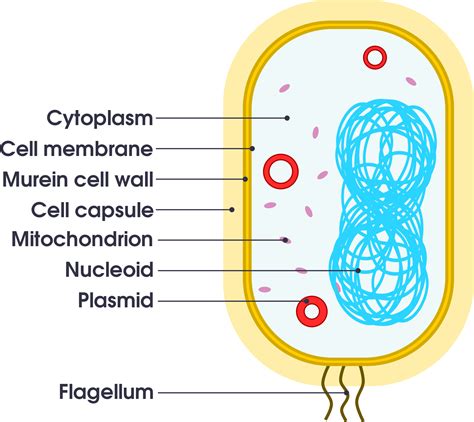 Download Open - Simple Bacteria Cell Diagram - Full Size PNG Image - PNGkit