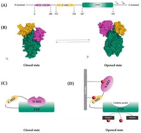 Overcoming Immune Checkpoint Therapy Resistance with SHP2 Inhibition in ...