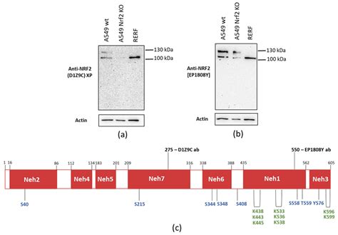 Identification of a Stable, Non-Canonically Regulated Nrf2 Form in Lung ...