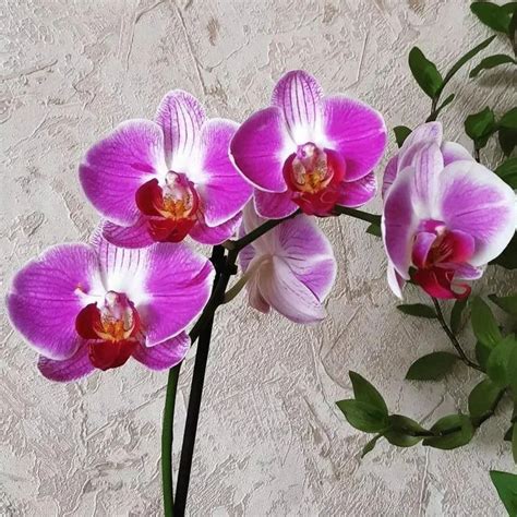 Click Orchid - The Home of Orchids in India