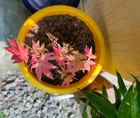 Japanese Red Maple Bonsai Tree – Abana Homes