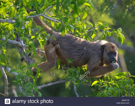 Black Howler Monkey (Alouatta caraya) female feeding in a tree, The ...