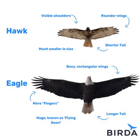 Hawk Identification - Everything You Need to Know | Birda