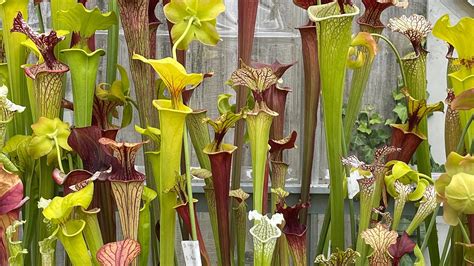 Carnivorous Plants
