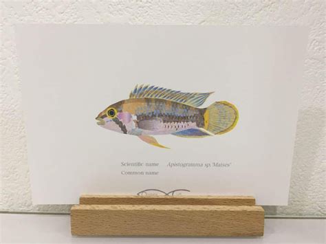 Apistogramma sp.'Matses' Drawing Postcard | Osakanacraft